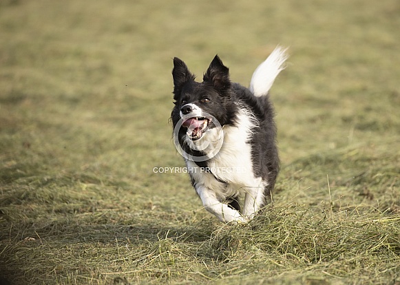 Border Collie at Speed