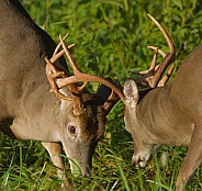 White tail deer