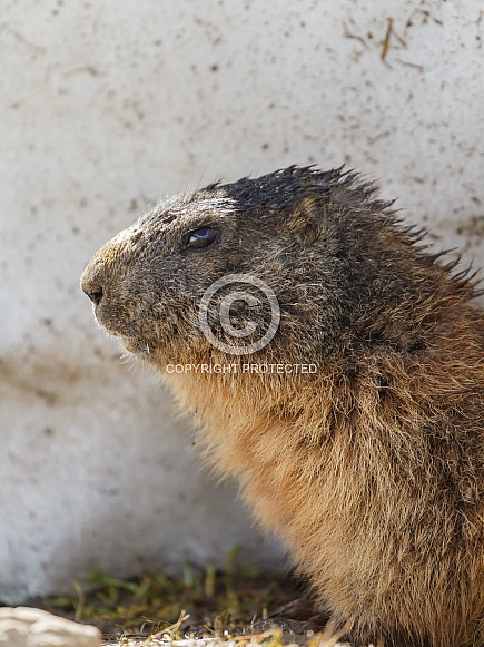 The alpine marmot The alpine marmot
