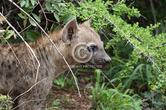 Hyena puppy