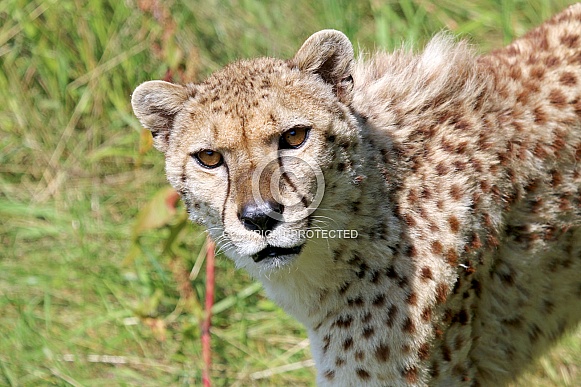 Cheetah (Acinonyx jubatus)