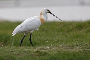 The Eurasian spoonbill