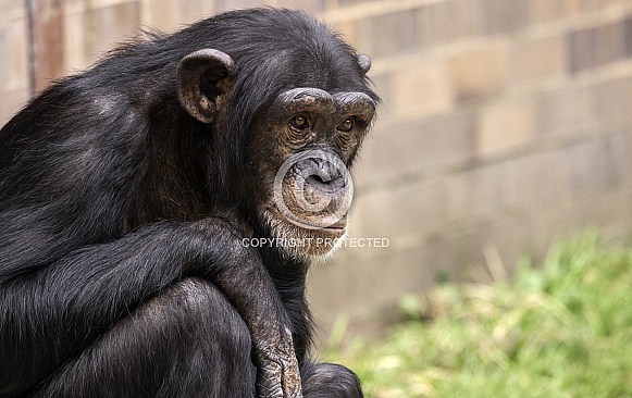 Chimpanzee Close Up Sitting Chimpanzee Close Up Sitting