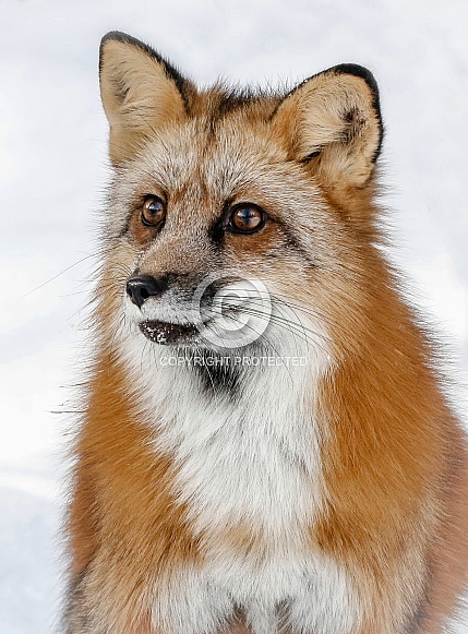 Red Fox