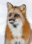 Red Fox