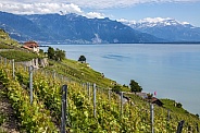 Vineyard - Lake Geneva - Switzerland