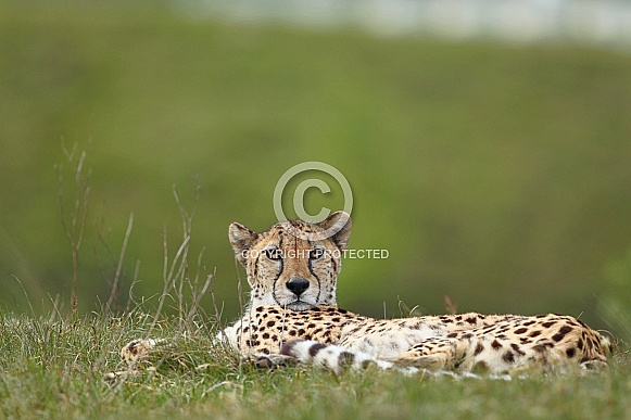 Cheetah