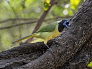 Green Jay