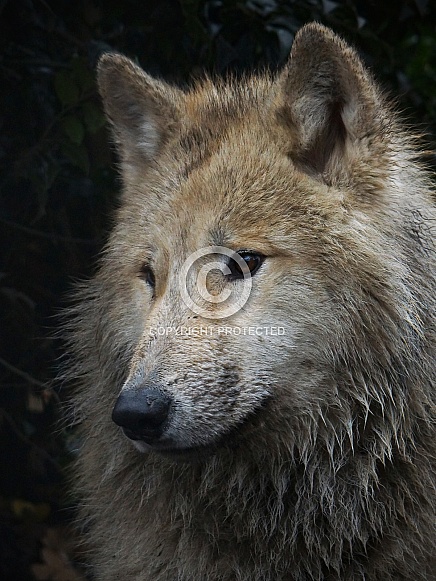 Hudson bay wolf