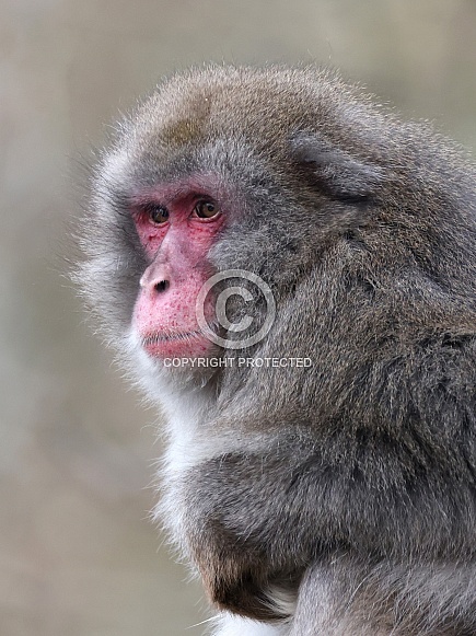 Japanese Macaque (macaca fuscata)