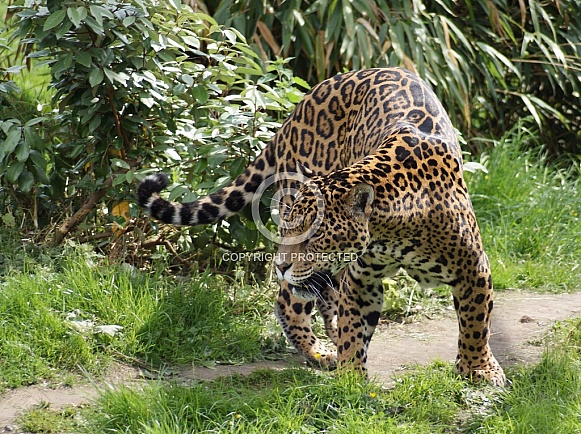 Jaguar