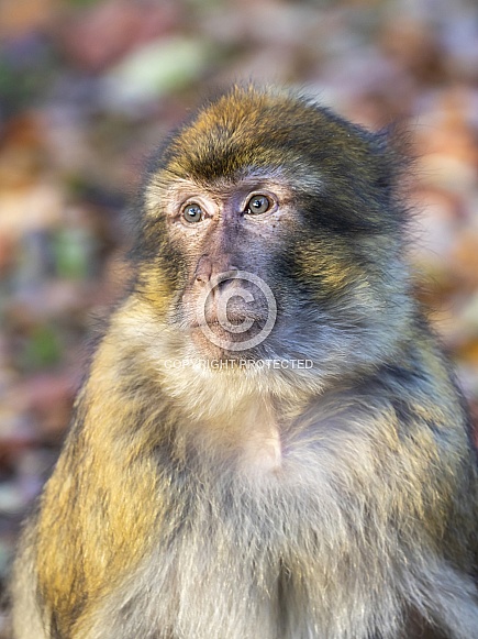 Barbary macaque