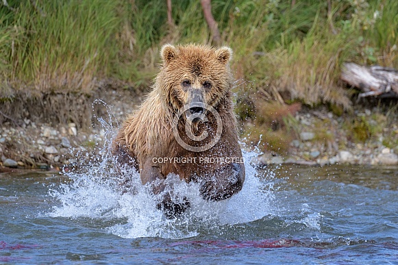 Brown Bear