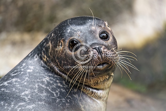 Cute young seal