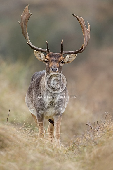 Fallow Deer Fallow Deer