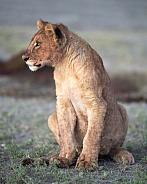 Young lion cub taking a break from eating