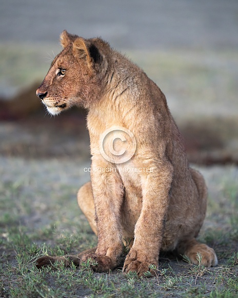 Young lion cub taking a break from eating Young lion cub taking a break from eating