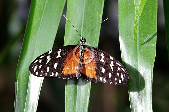 Tiger longwing butterfly
