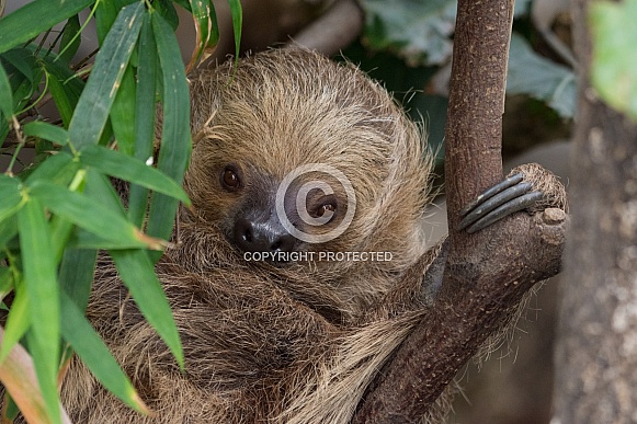 Sloth Sloth