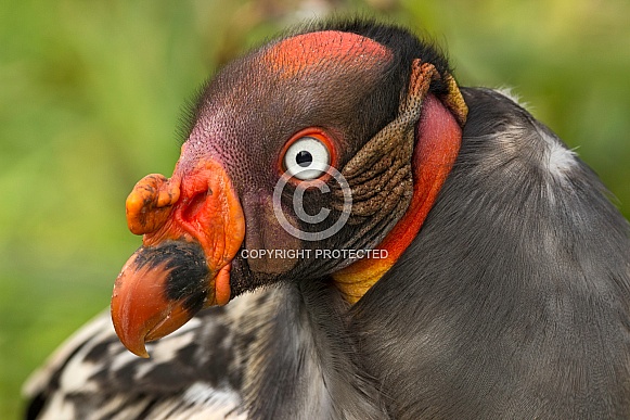 King Vulture Close Up