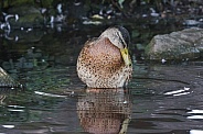 Mallard Duck