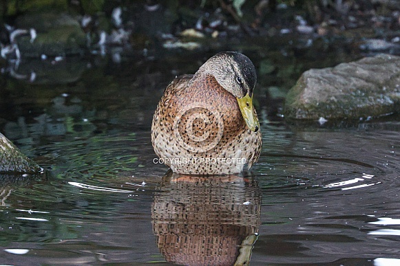 Mallard Duck