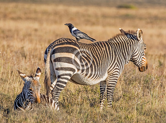Cape Mountain Zebra mother and foal