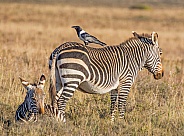Cape Mountain Zebra mother and foal