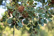 Oak Tree Acorns Close Up