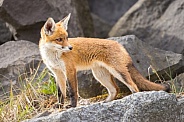 Young red fox cub in nature