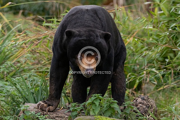 Sun Bear Climbing On Log