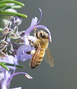 Bee