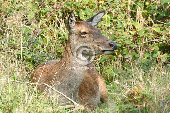 Red Deer Doe Red Deer Doe