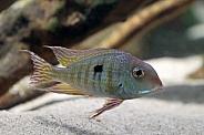 Threadfin acara (Acarichthys heckelii)