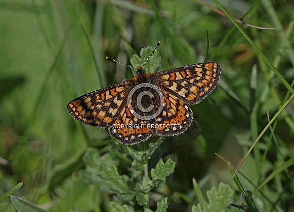 Marsh Fritillary