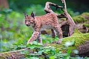 Young lynx walking on log