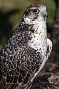 Saker Falcon