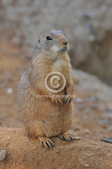 Prairie Dog Prairie Dog