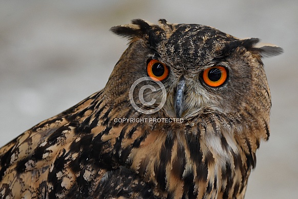 European Eagle Owl European Eagle Owl