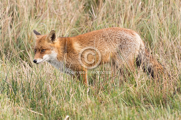 Red Fox