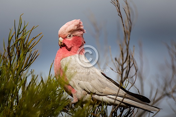 Pink & Grey Galah 1 Pink & Grey Galah 1