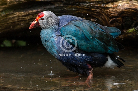 Grey Headed Purple Swamp Hen