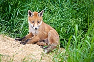Red fox cub sitting