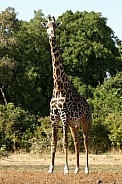 Giraffe