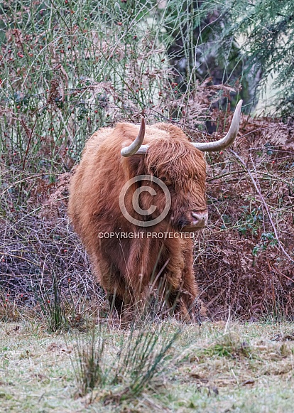 Highland Cow