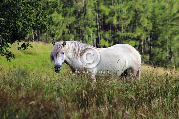 White Mare