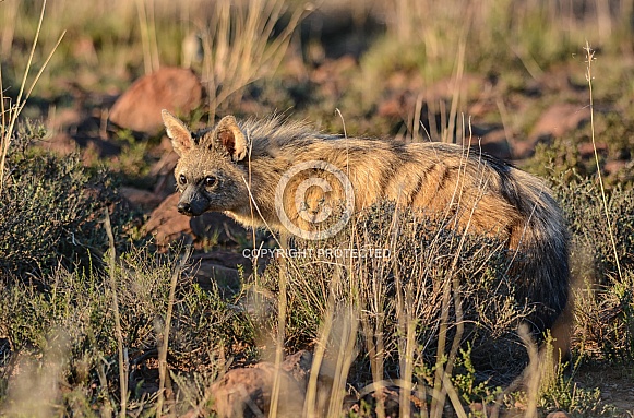Aardwolf Aardwolf