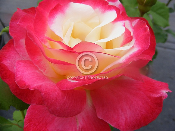 Flirting with Nature Flirting with Nature