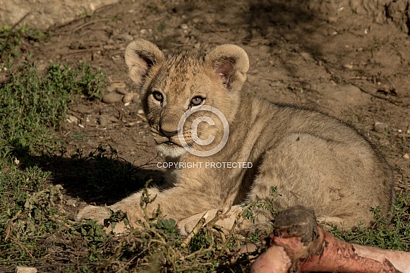 Young African Lion Young African Lion