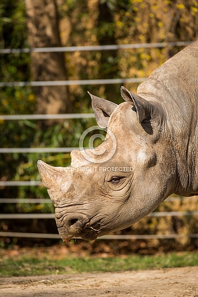 Black Rhino